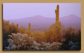 Saguaro National Park