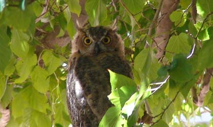 Great Horned Owl sitting in mulberry tree