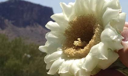 Saguaro cactus bloom